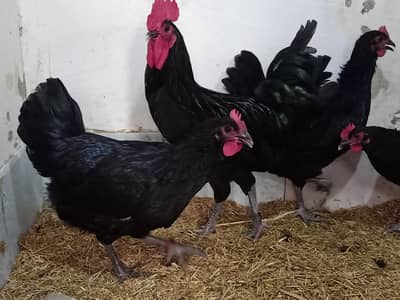 Australorp Fertile eggs