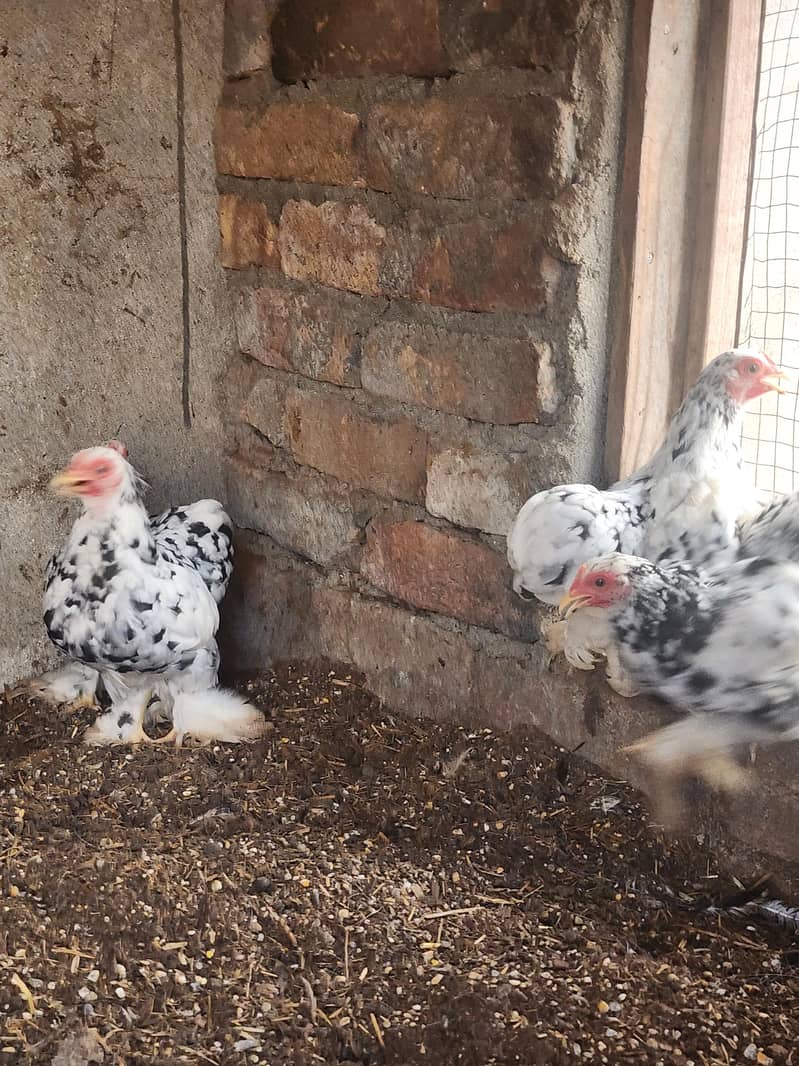 mottled bantam 8