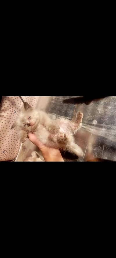 Persian kittens