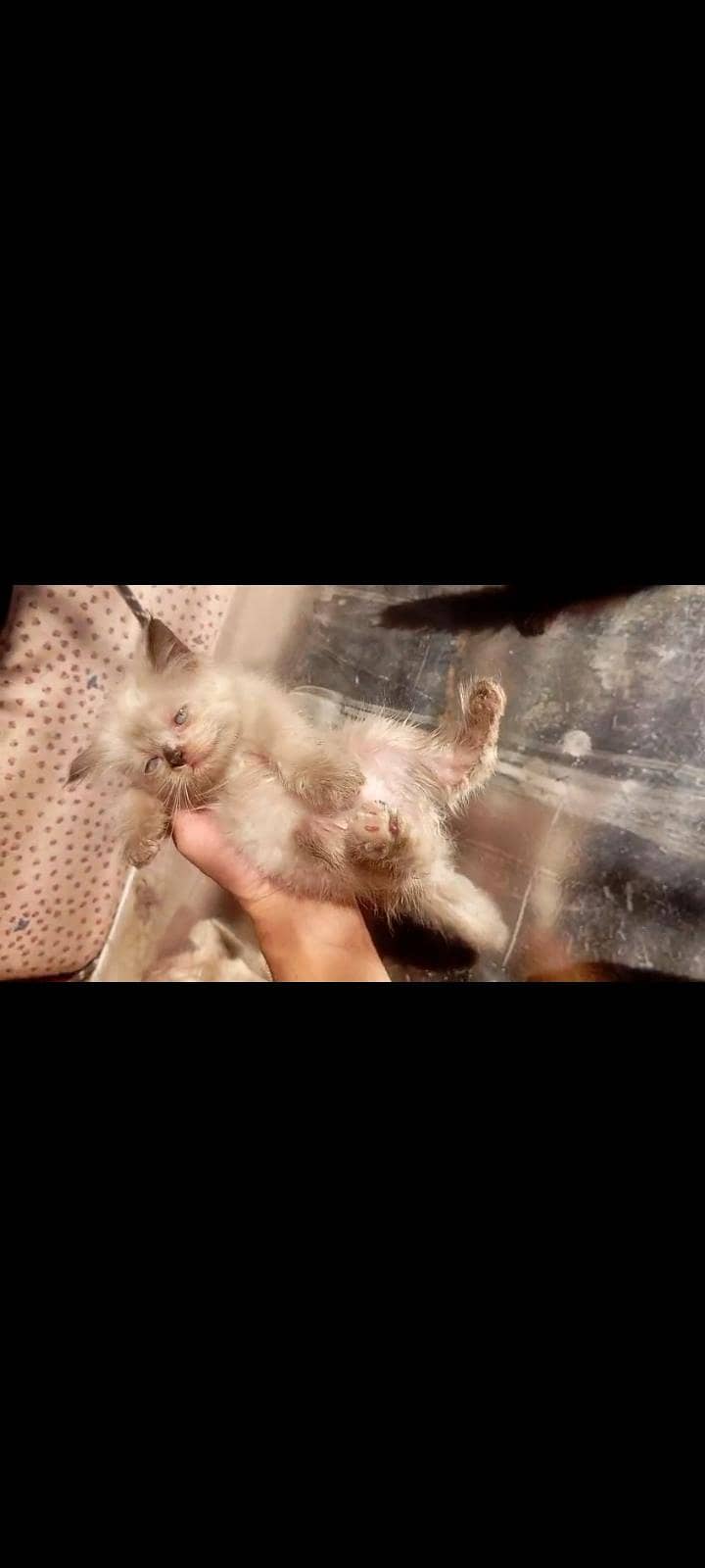 Persian kittens 0