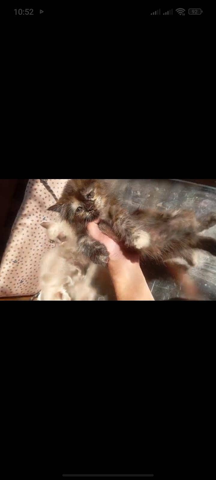 Persian kittens 1