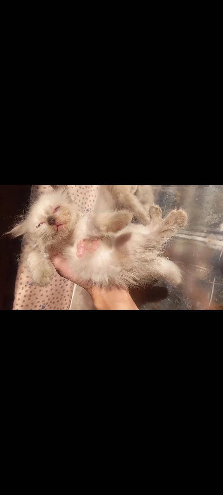 Persian kittens 2