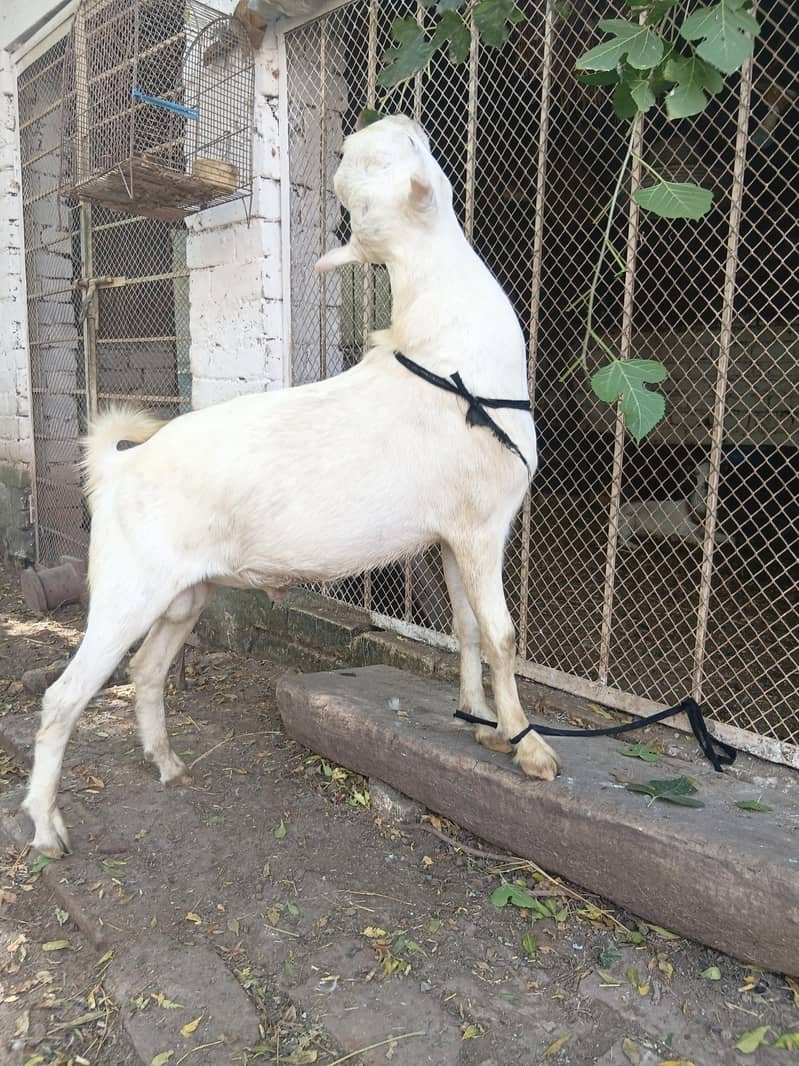 gullabi 1