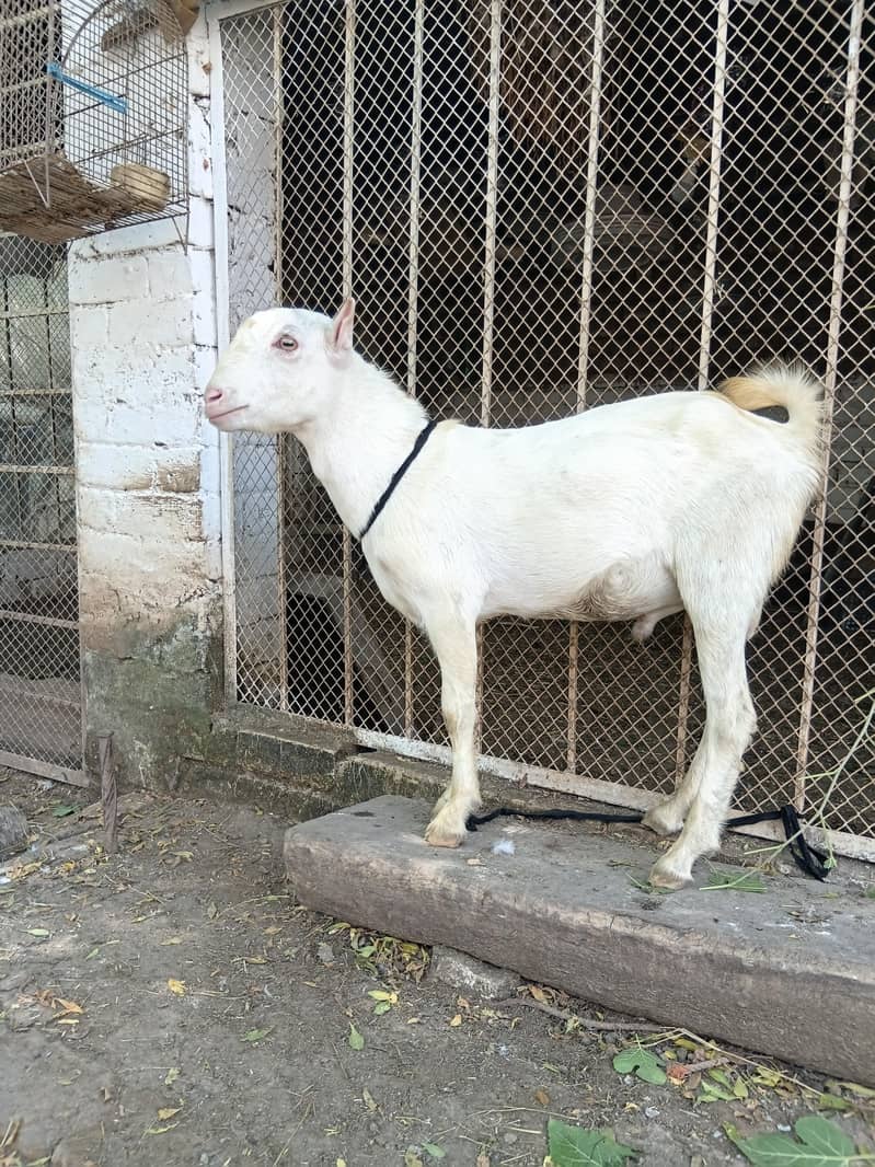 gullabi 3