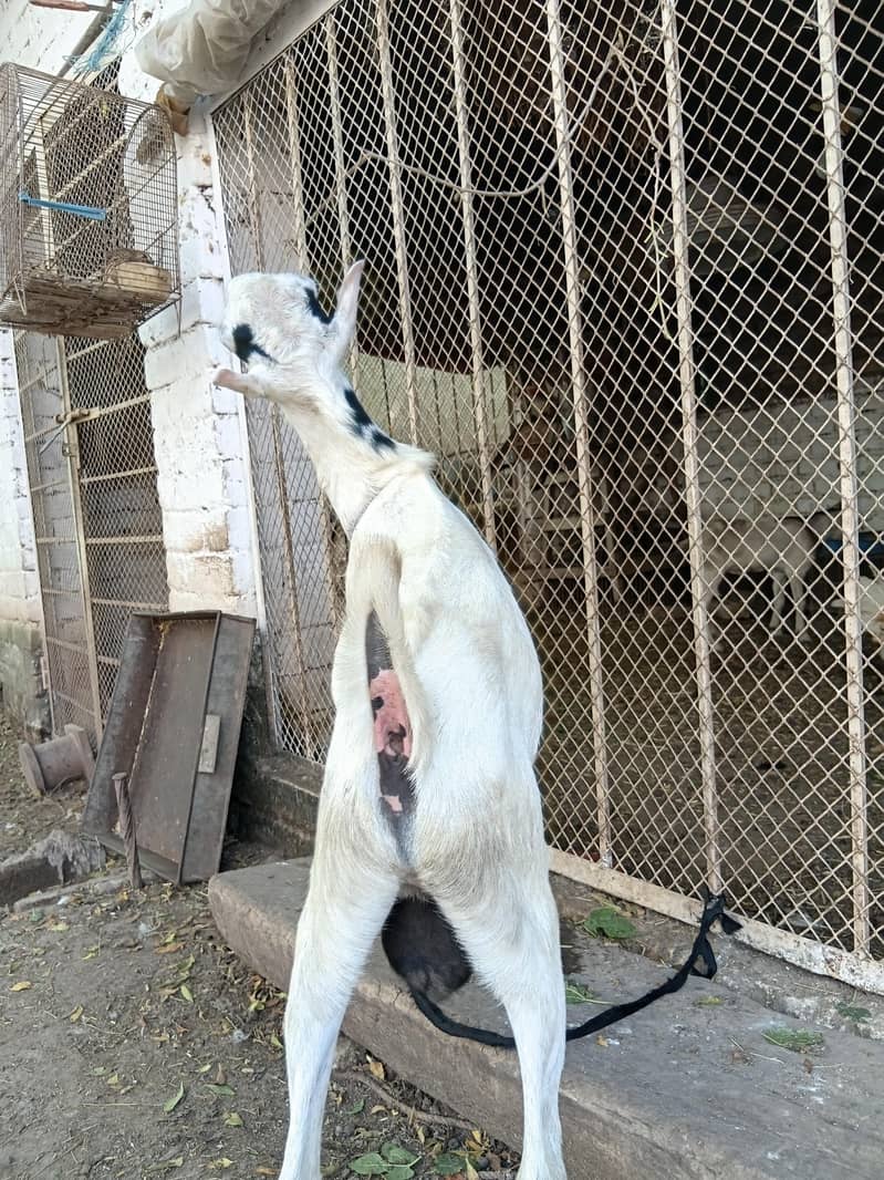 gullabi 4