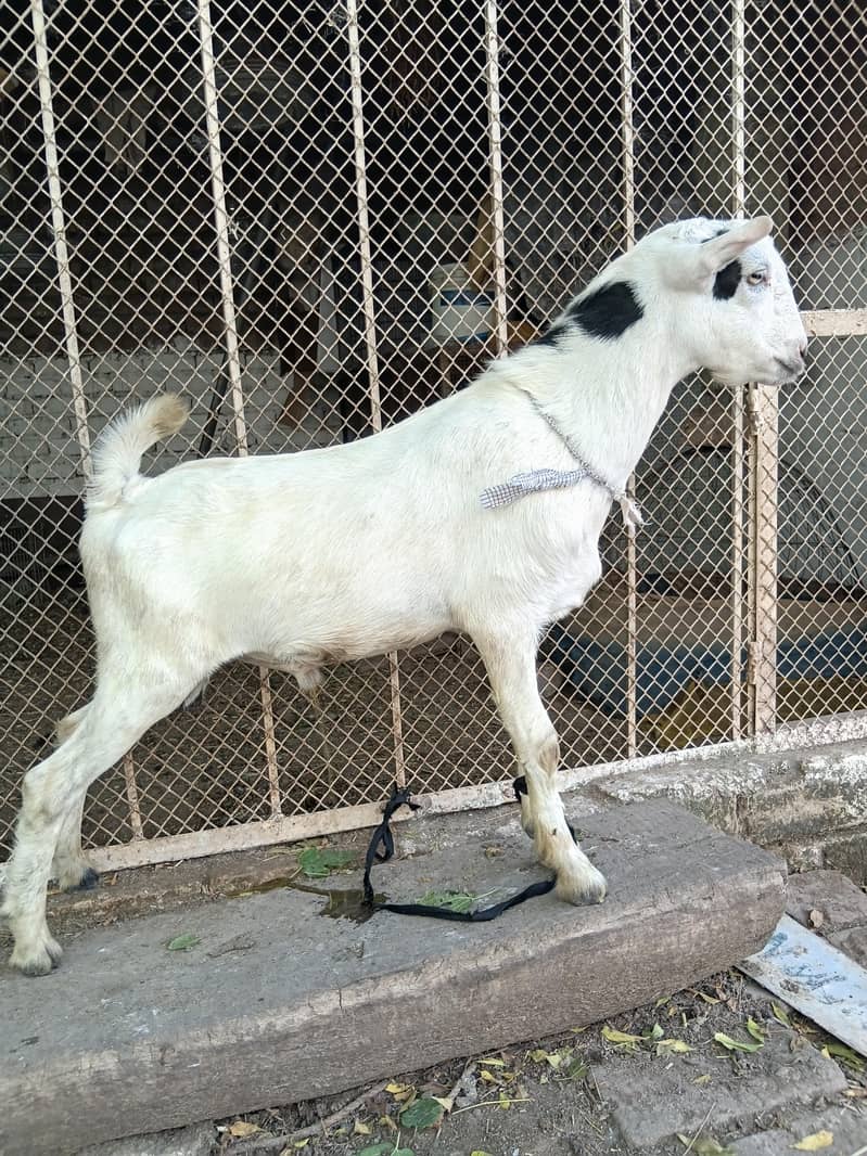 gullabi 5