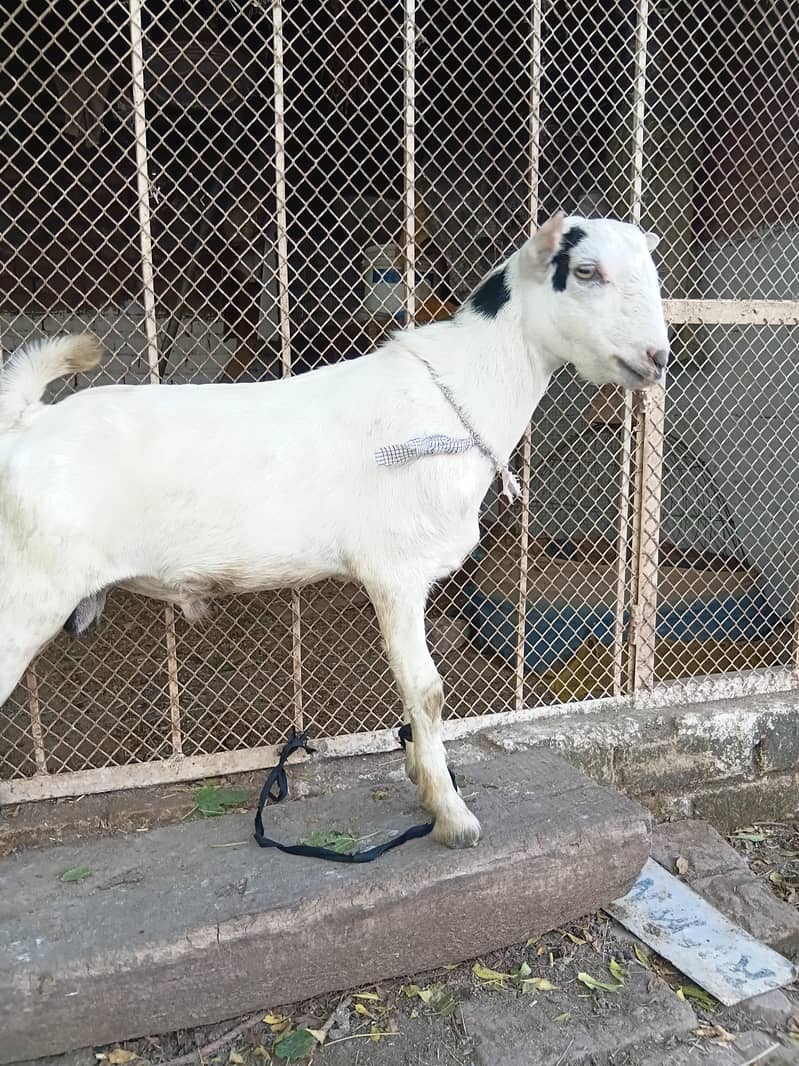 gullabi 6