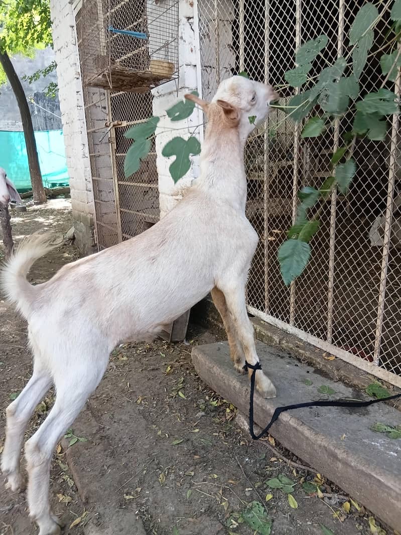 gullabi 7