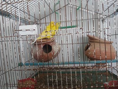 Australian Parrot