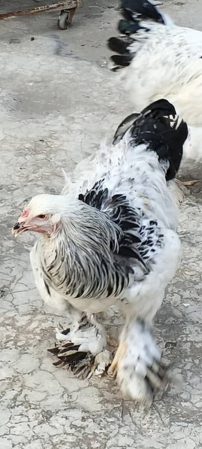 light brahma hen 03280058008 contect