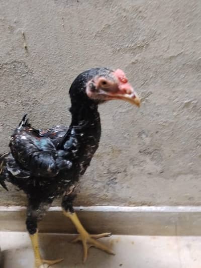 Herra aseel for sale