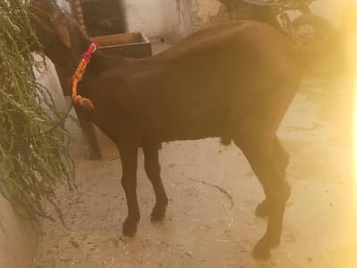 tootapuri bakra age 4.5 month