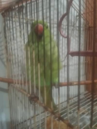 for sale