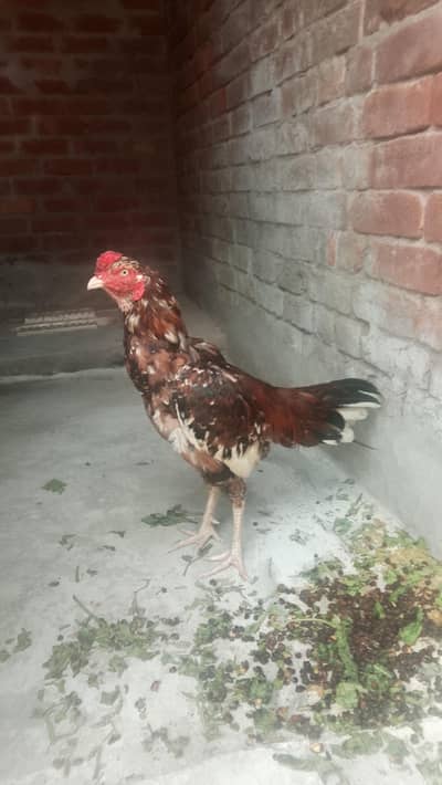 Aseel hen