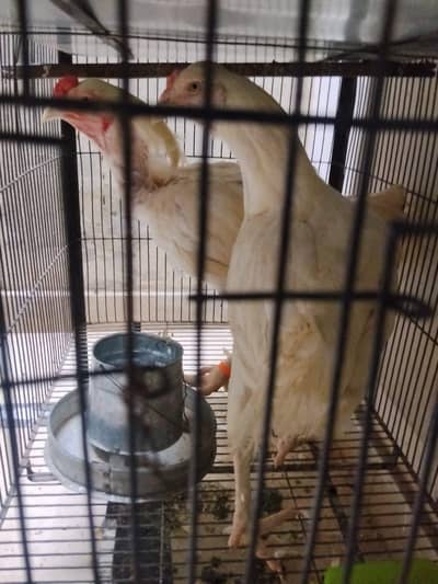 Herra pair dragon murgi mian wali murgi egg laying
