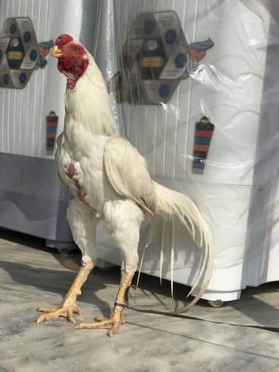 murgh