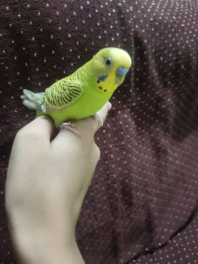 Hand tame budgie parrot full tame price 1400 thora BHT kam ho jaye ga