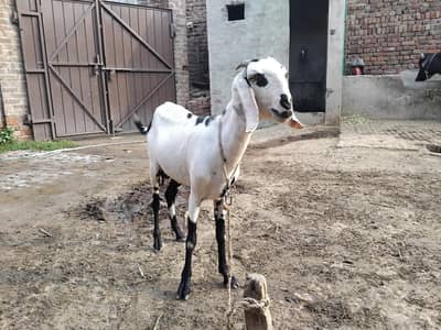 Cheni Bakri