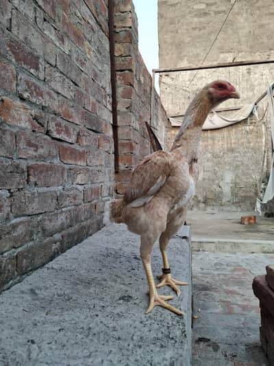 shamo cross full height hen