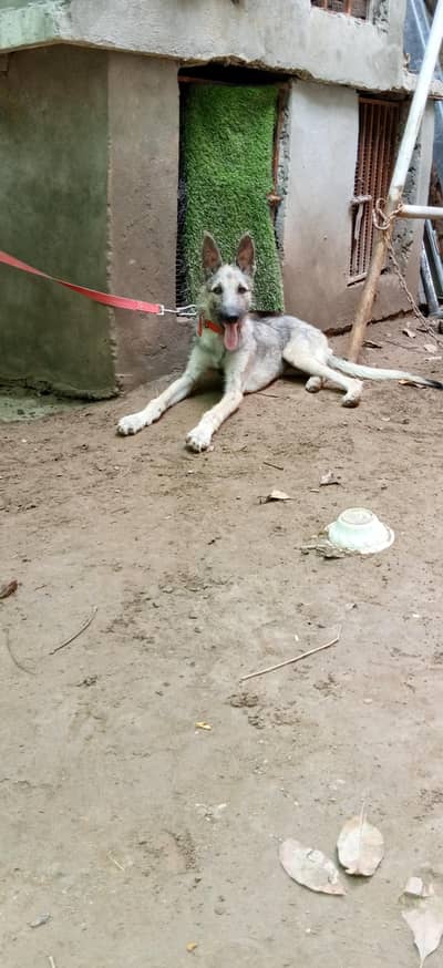 Military bloodline shepherd male or German shepherd female