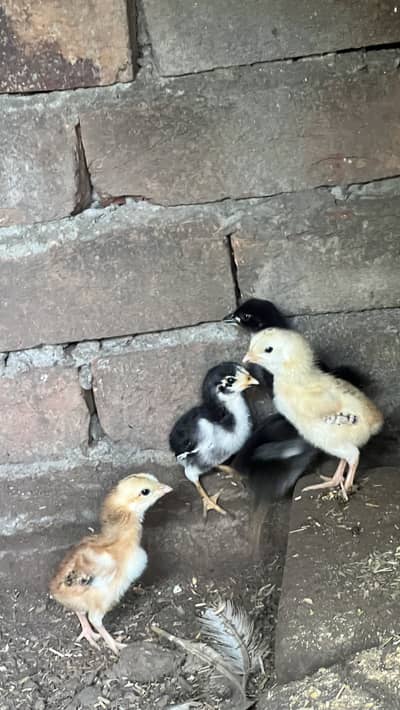 Japnes Shamo Chicks