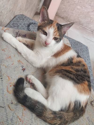 6 month cat single coad