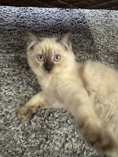 Pure Himalayan Cat