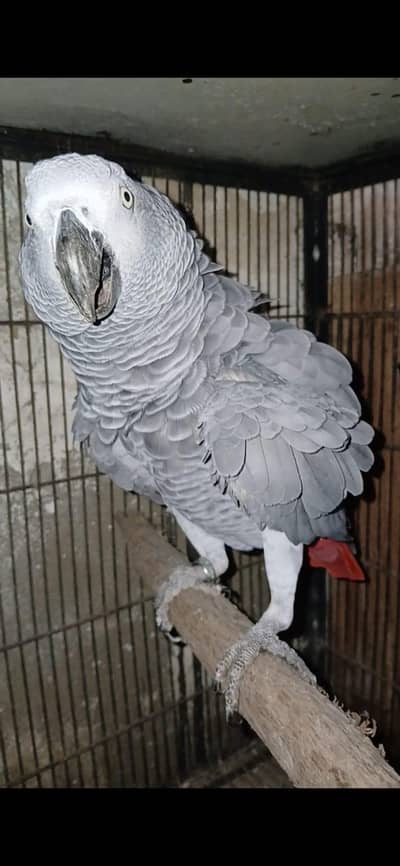 cango african grey breader male with old dna