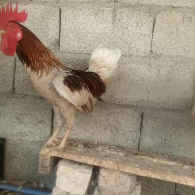 ghar ki 2 murghi or aik murgha for sale