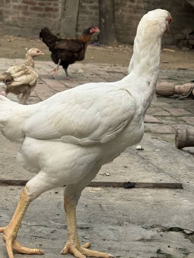 Heera Assel Murgi