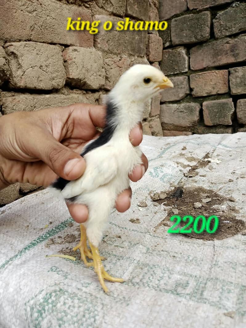 ولایتی مرغا. کنگ شامو بچے۔ گلوا پٹھا 9
