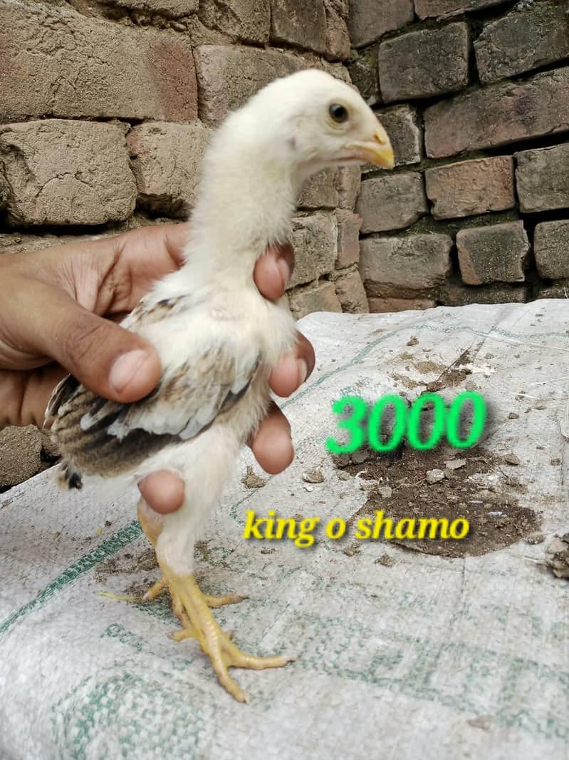 ولایتی مرغا. کنگ شامو بچے۔ گلوا پٹھا 10