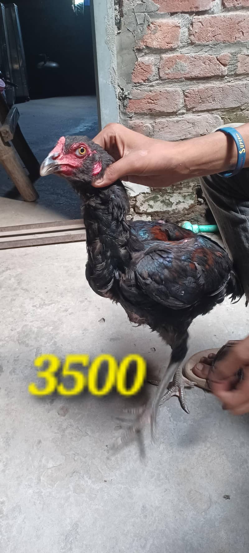 ولایتی مرغا. کنگ شامو بچے۔ گلوا پٹھا 14