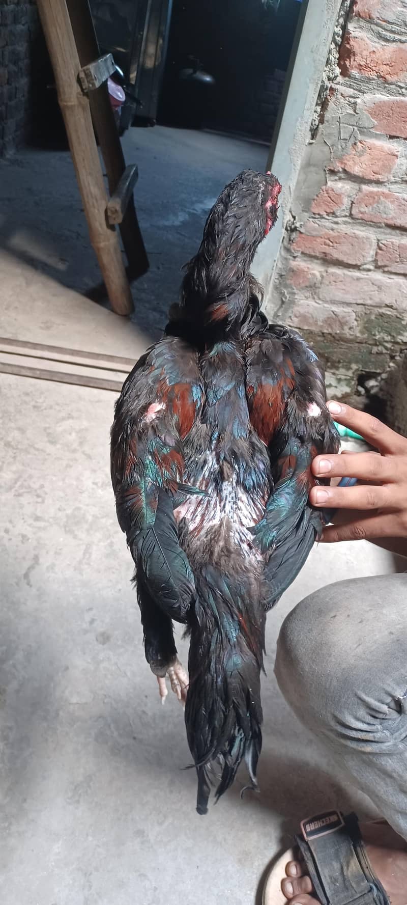 ولایتی مرغا. کنگ شامو بچے۔ گلوا پٹھا 15