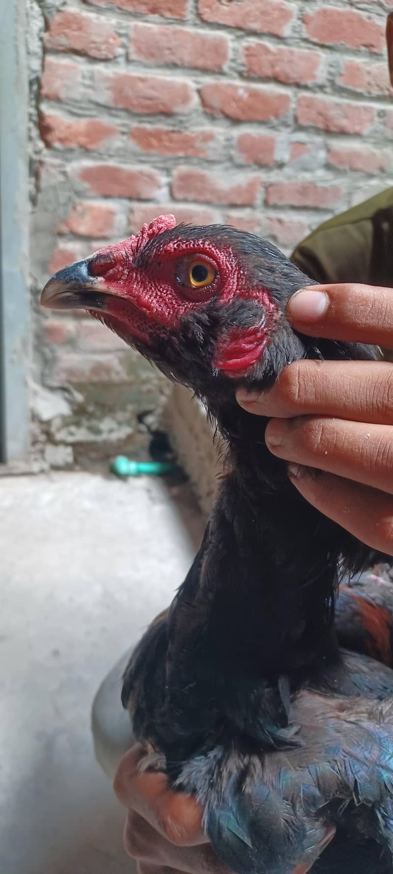 ولایتی مرغا. کنگ شامو بچے۔ گلوا پٹھا 16