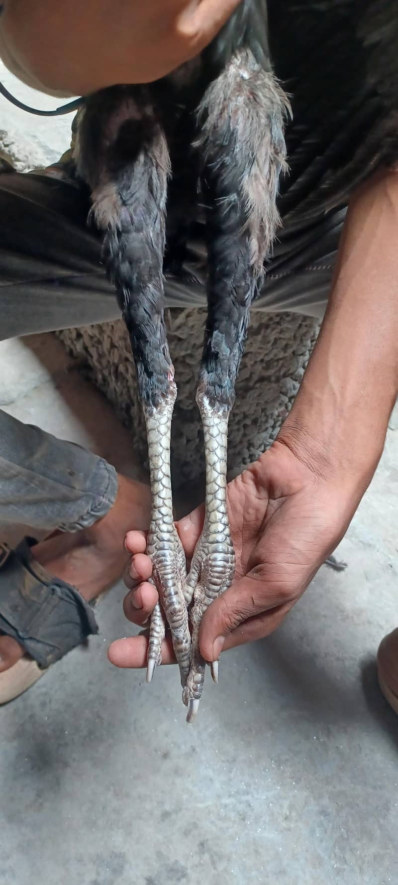 ولایتی مرغا. کنگ شامو بچے۔ گلوا پٹھا 17