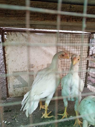 Indian parrot beak