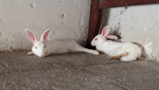 white rabbit