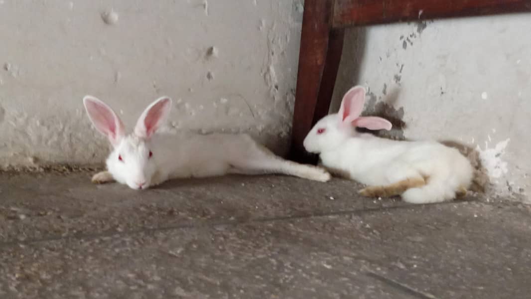 white rabbit 0