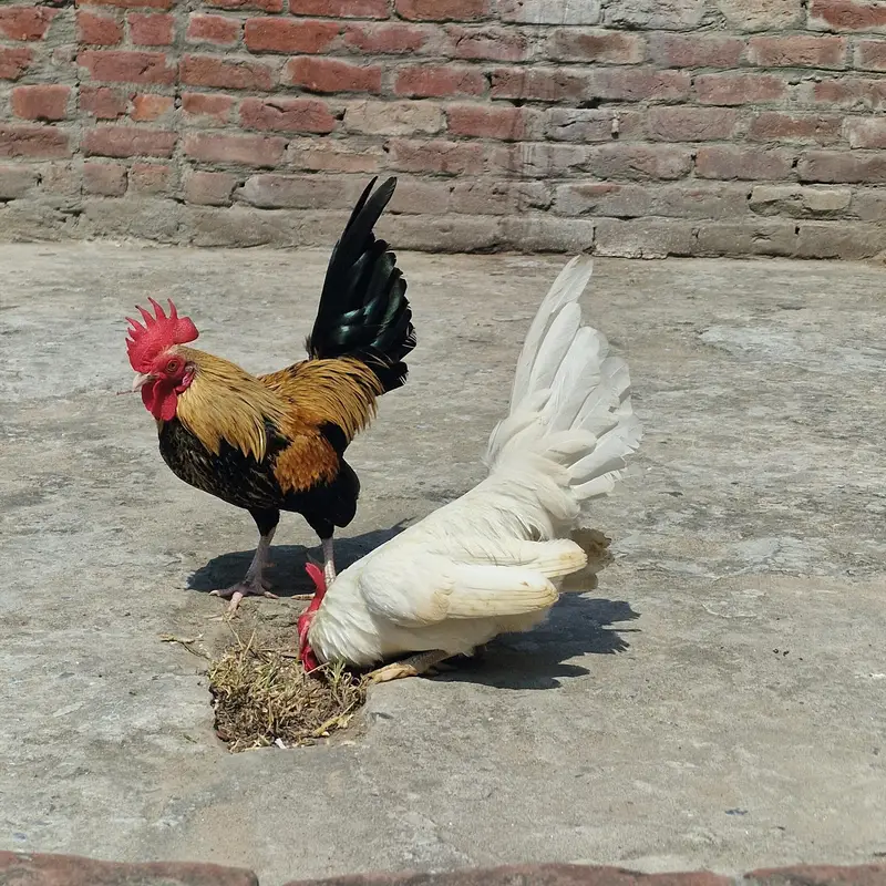 English gam Male — photo 3