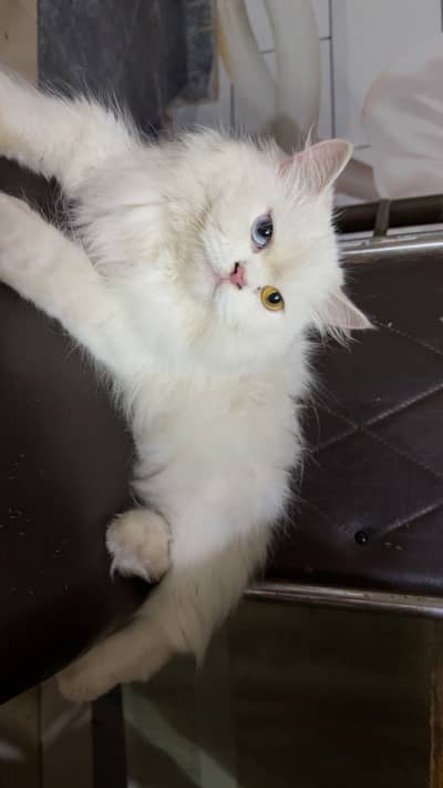 persian cat