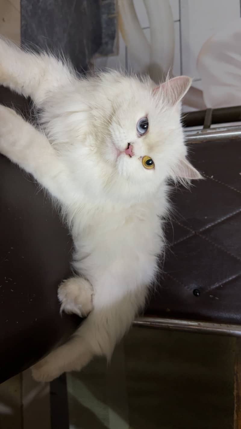 persian cat 0