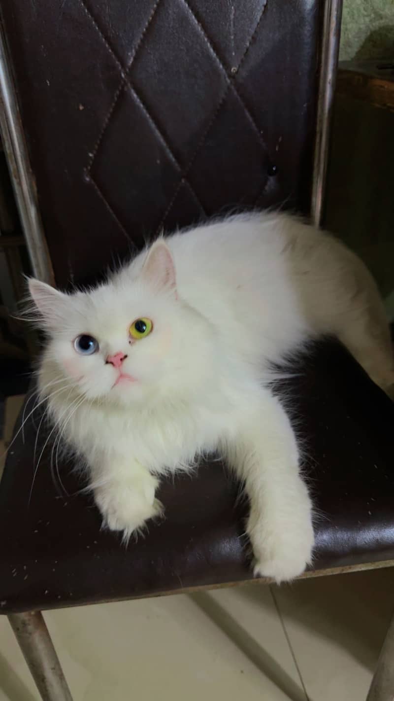 persian cat 1