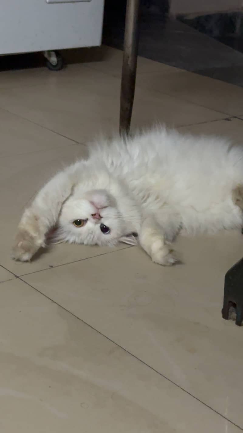persian cat 2