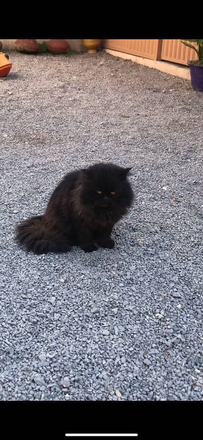 Persian cat male ( breeder male tripple coated)