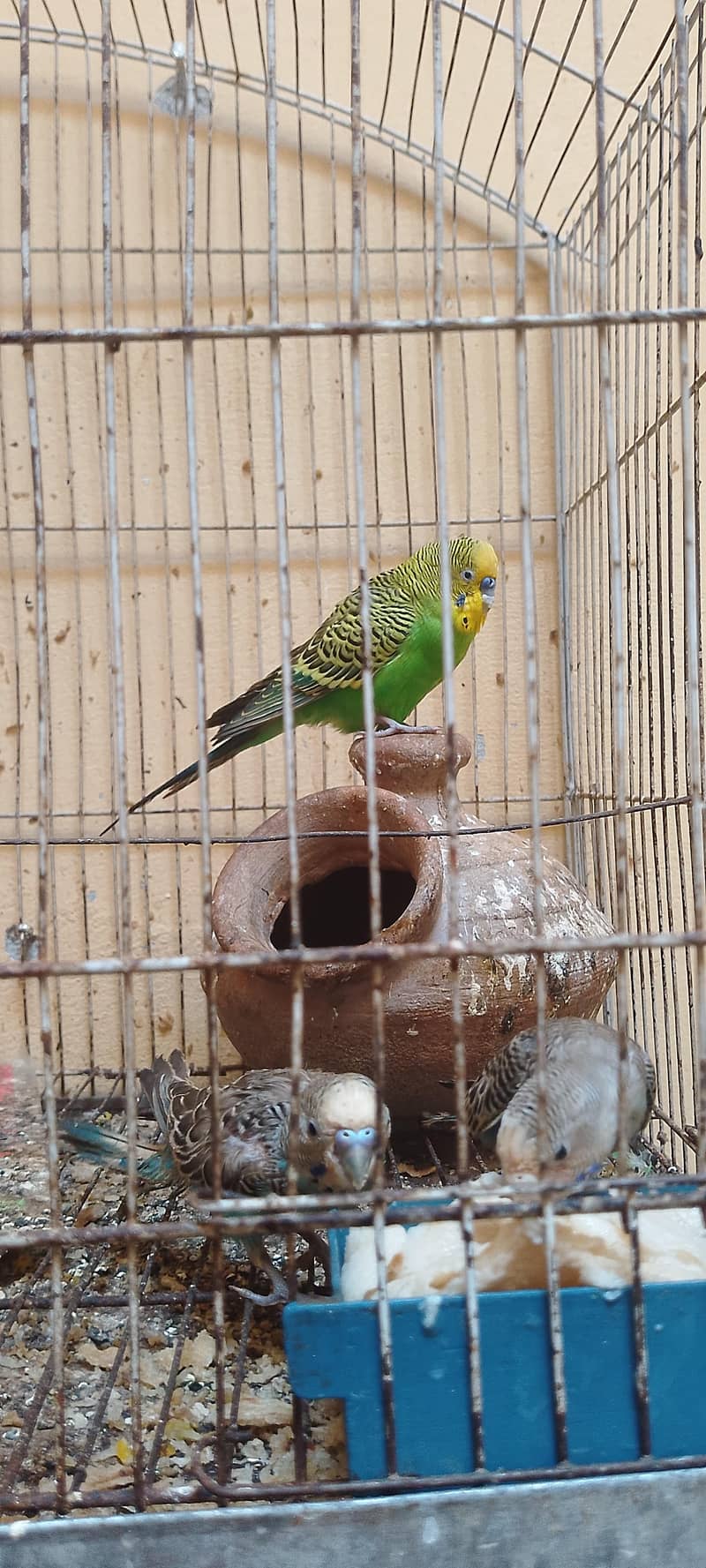 budgie 0