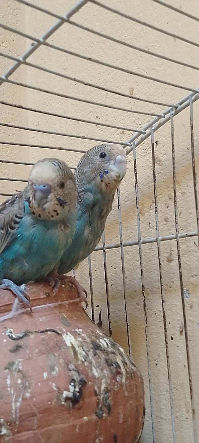 budgie 1