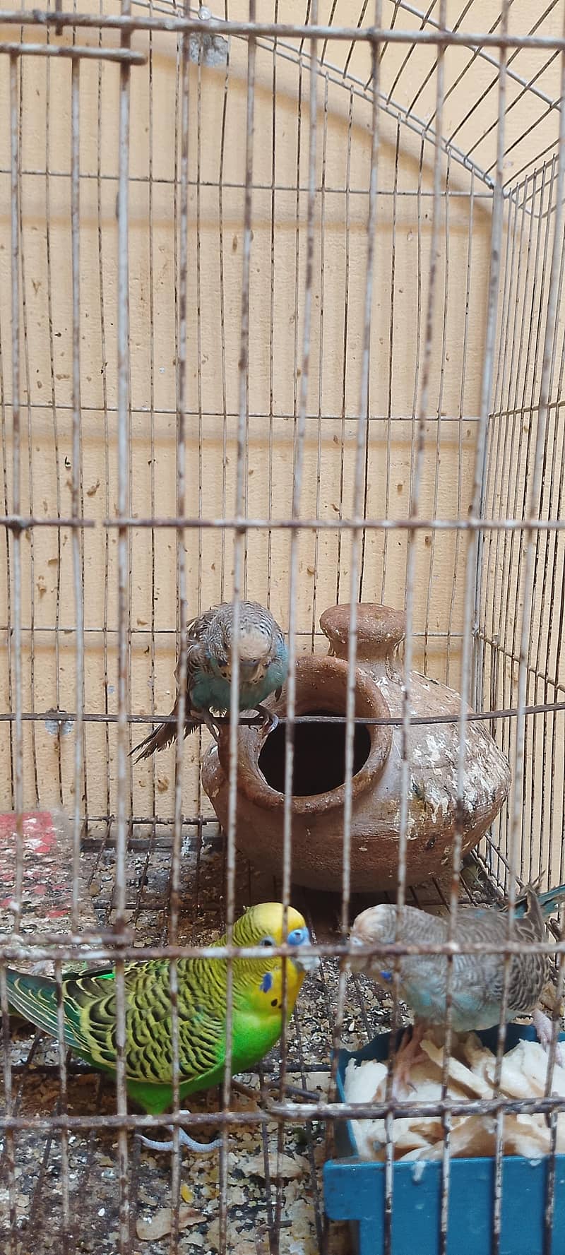 budgie 2