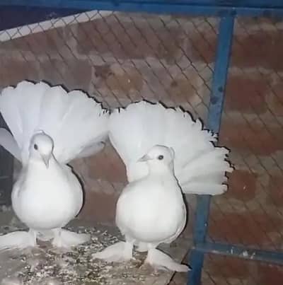 indain Fantail Male Required