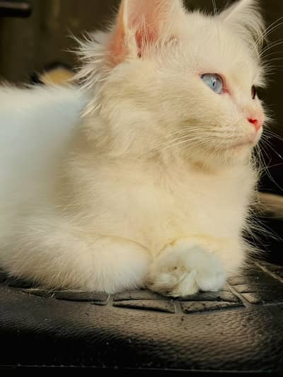 Beautiful Persian Kittens Available – Males & Females